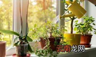 室内驱蚊植物有哪些，室内驱蚊植物有哪些名字