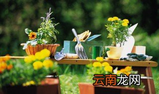 室外的绿色植物有哪些 室内的绿色植物有哪些