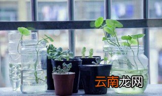 室内植物的种类 最常见室内植物有哪些