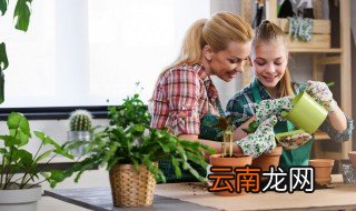 室内常绿植物有哪些 室内常绿植物有哪些图片