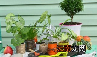 去室内甲醛的植物有哪些 去室内甲醛的植物有哪些品种