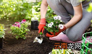 室内驱蚊的植物有哪些花 室内驱蚊的植物有哪些
