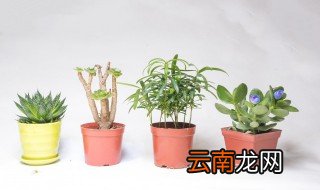 室内开花植物有哪些，室内开花植物有哪些品种