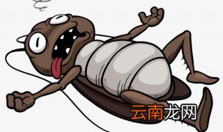 怎么消灭蟑螂 怎么消灭蟑螂方法