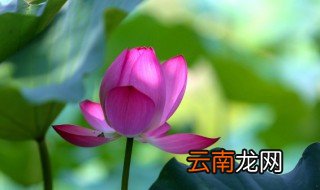 什么是荷叶水，荷叶是水的什么