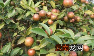 油茶怎么保鲜存放，油茶怎么保鲜存放最好