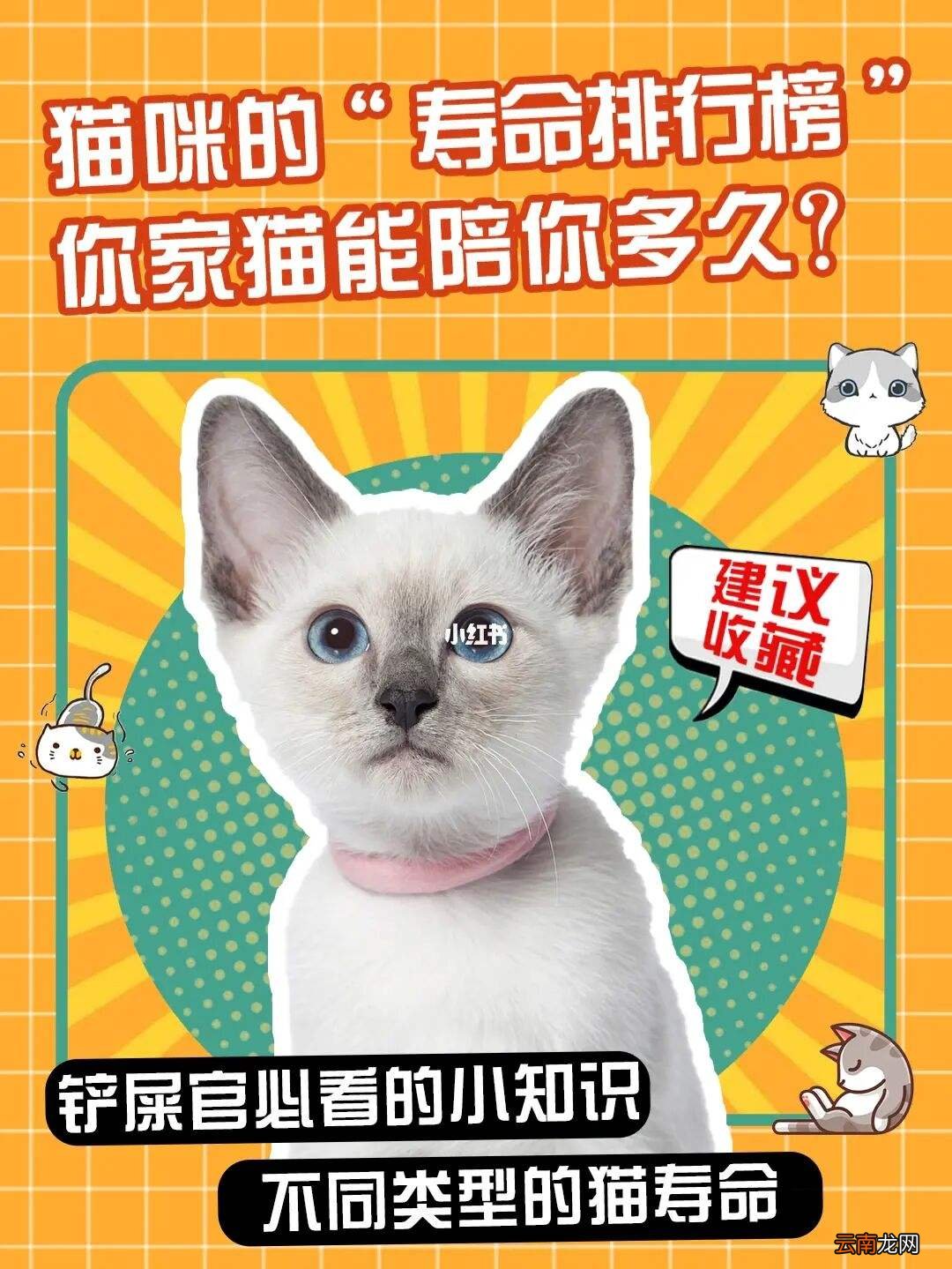 猫的寿命一般多长