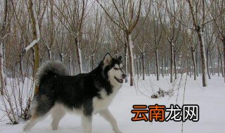 阿拉斯加名字霸气独特 阿拉斯加名字霸气独特公的英文