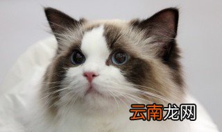 狗粮能给猫咪吃吗 狗粮可以给猫吃吗
