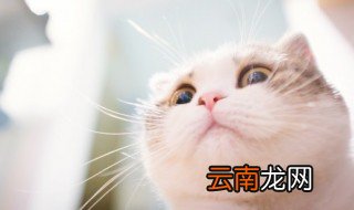 难听的猫名字 猫的名字最伤感