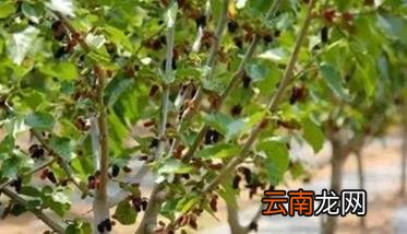 桑葚修剪管理技术 盆栽桑葚的修剪办法