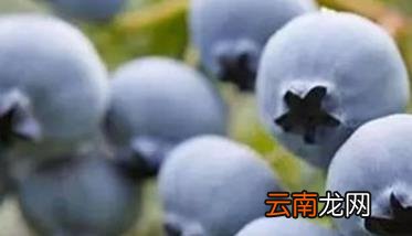蓝莓苗期肥水管理 蓝莓施肥管理技术