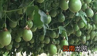 百香果施肥管理技术 百香果怎么施肥?百香果施肥技术