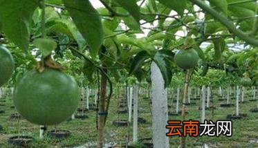 百香果施肥管理技术 百香果怎么施肥?百香果施肥技术