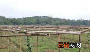百香果打顶方法 百香果打顶要点