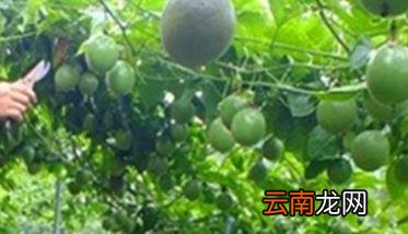 百香果打顶方法 百香果打顶要点