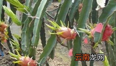 怎样种植火龙果 火龙果种植方法