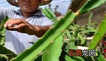 怎样种植火龙果 火龙果种植方法