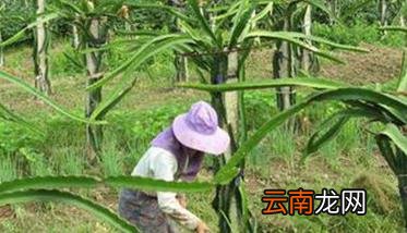 怎样种植火龙果 火龙果种植方法