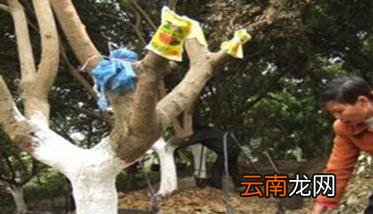 龙眼树种植技术要点，龙眼树栽培关键技术