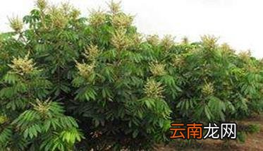 龙眼树种植技术要点，龙眼树栽培关键技术
