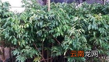 龙眼树种植技术要点，龙眼树栽培关键技术