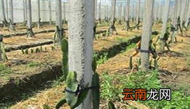 火龙果种植方法及肥水、土壤管理重点