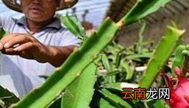 火龙果种植方法及肥水、土壤管理重点