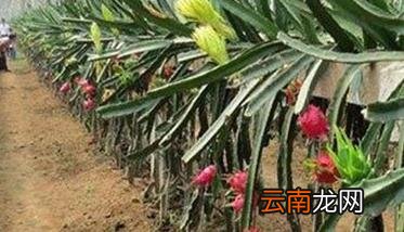 火龙果种植方法及肥水、土壤管理重点