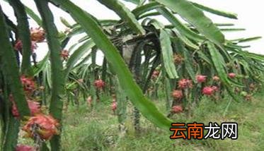 火龙果盆栽种植方法及管理要点