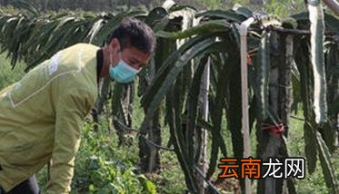 火龙果盆栽种植方法及管理要点