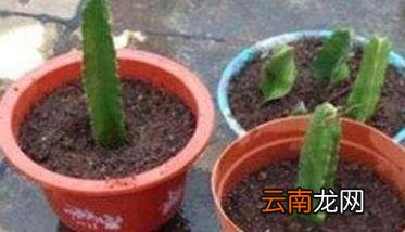 火龙果盆栽种植方法及管理要点