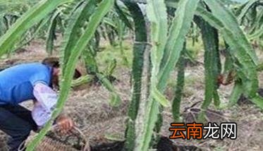 火龙果施什么肥料 火龙果怎样施肥才科学合理