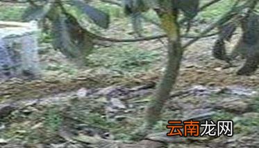 枇杷施肥时间、需肥特点及主要技术要求须知