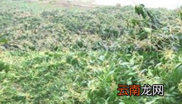 芒果开花时间 如何预防芒果过早开花