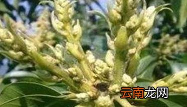 芒果开花时间 如何预防芒果过早开花
