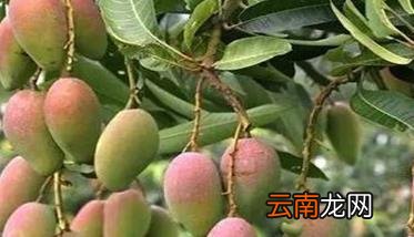 芒果开花时间 如何预防芒果过早开花