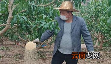 芒果保花保果的主要方法与措施