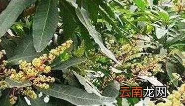 芒果保花保果的主要方法与措施