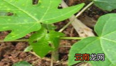 木瓜苗几年结果 木瓜苗种植与管理技术要点