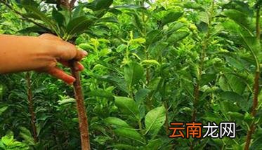 木瓜苗几年结果 木瓜苗种植与管理技术要点