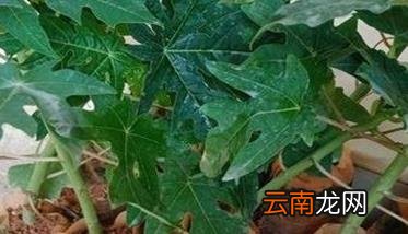 木瓜苗几年结果 木瓜苗种植与管理技术要点