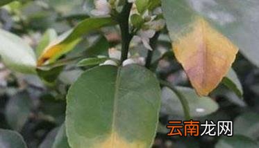 什么是缺素症 果树缺素症状及解决方法