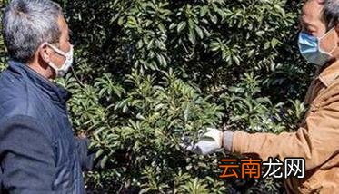 杨梅采摘期管理技术要点 杨梅采摘前施什么肥料