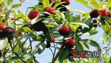 杨梅采摘期管理技术要点 杨梅采摘前施什么肥料