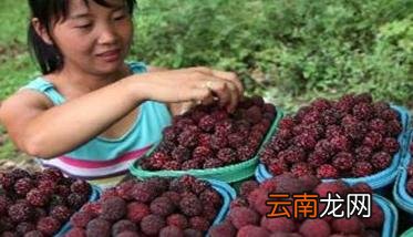 杨梅采摘期管理技术要点 杨梅采摘前施什么肥料