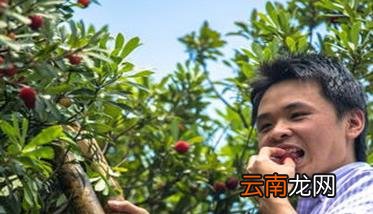 杨梅采摘时间及采摘后的管理方法