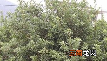 杨梅采摘时间及采摘后的管理方法