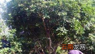 如何栽培大树杨梅 大树杨梅种植技术
