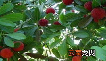 如何栽培大树杨梅 大树杨梅种植技术